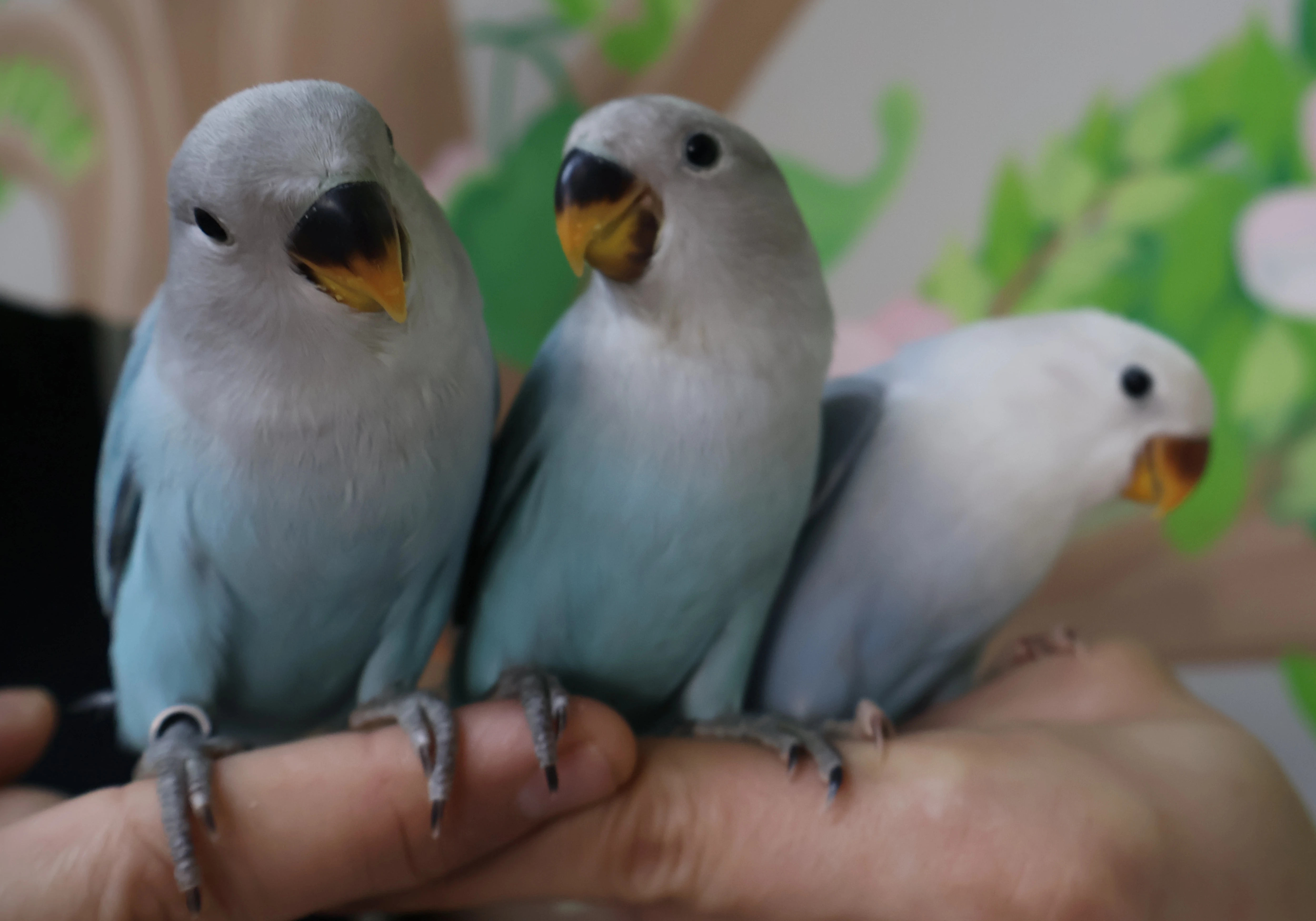 Agapornis Roseicollis