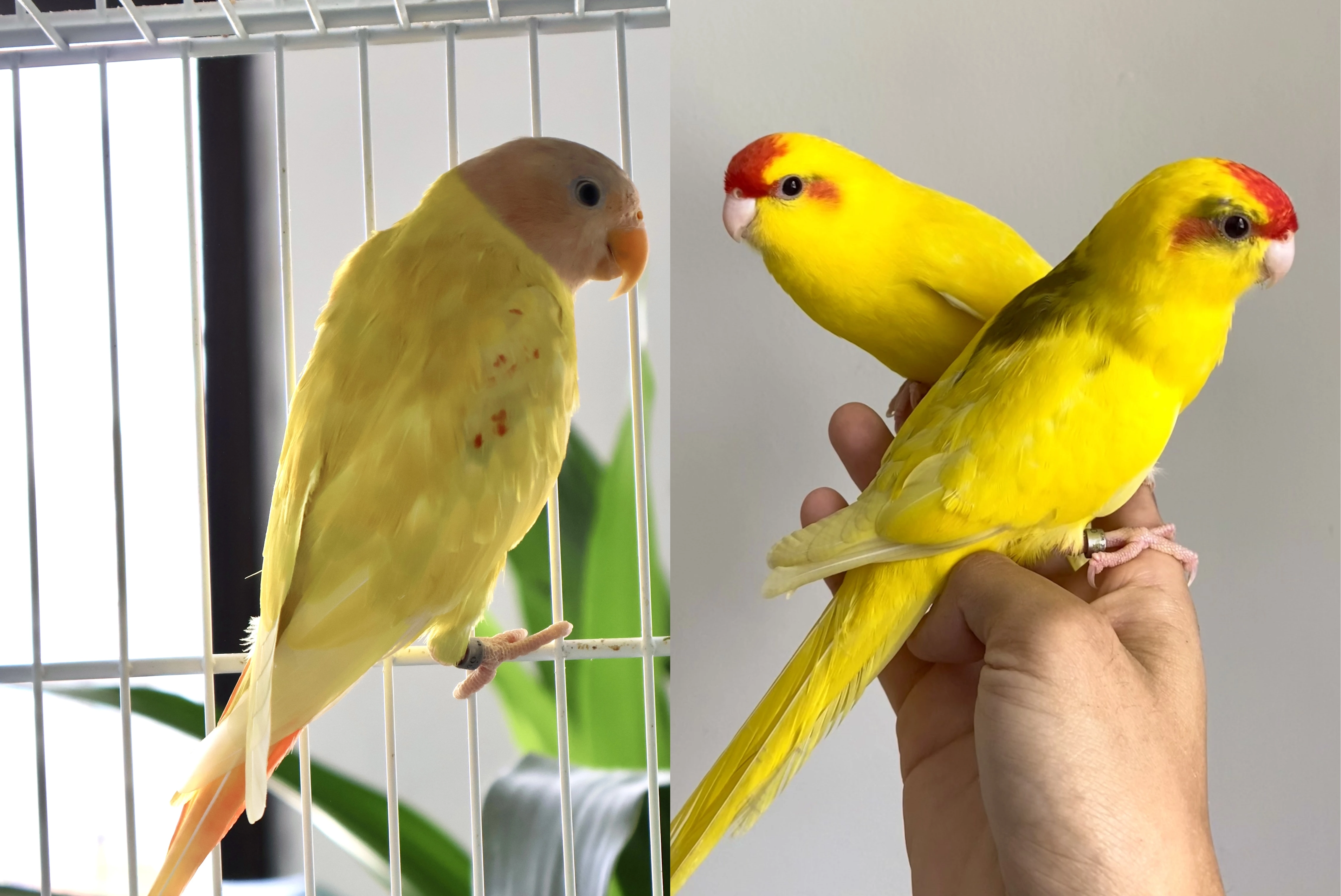 Cabeça de Ameixa & Kakariki