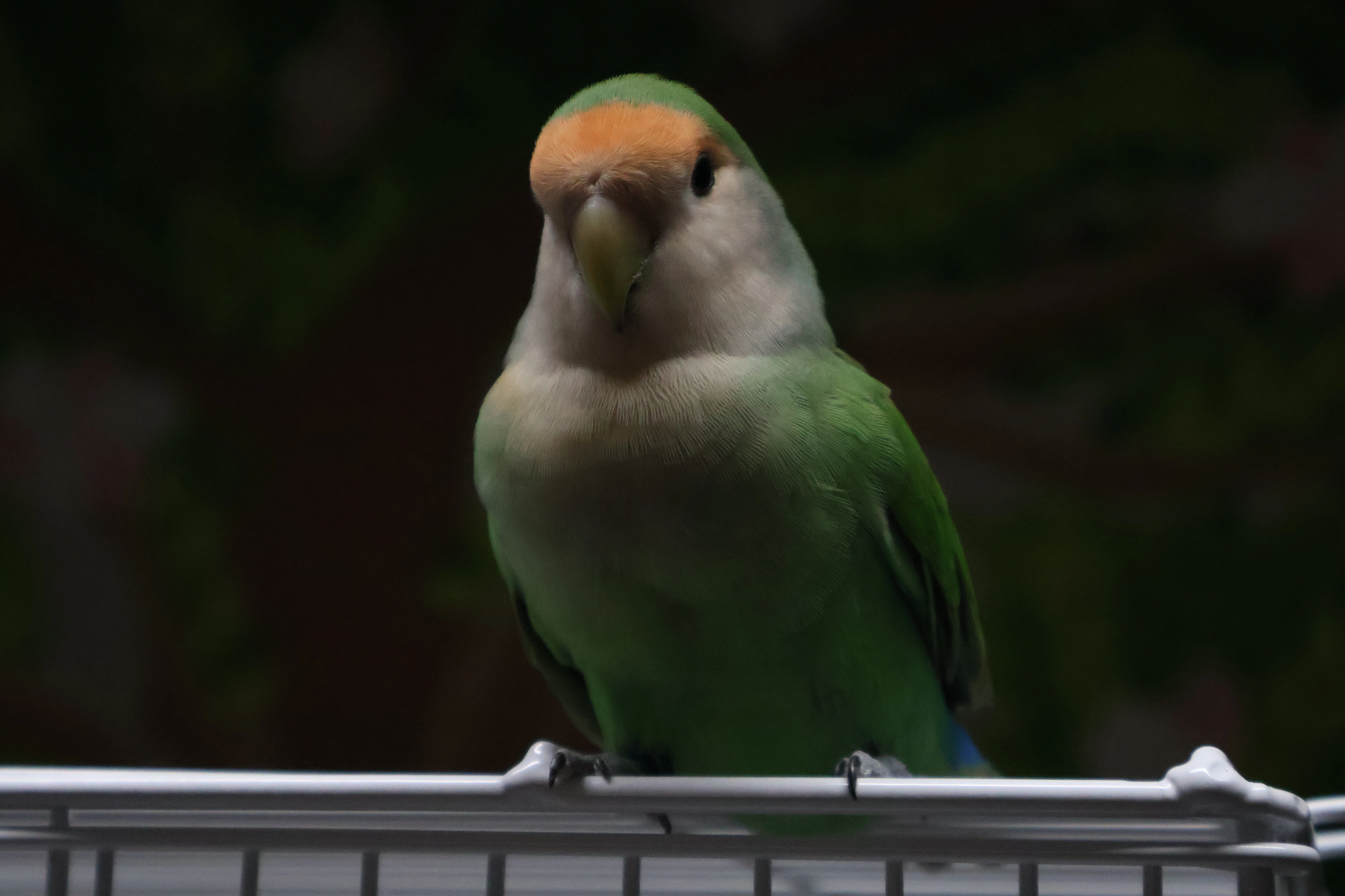 Agapornis Roseicollis PL