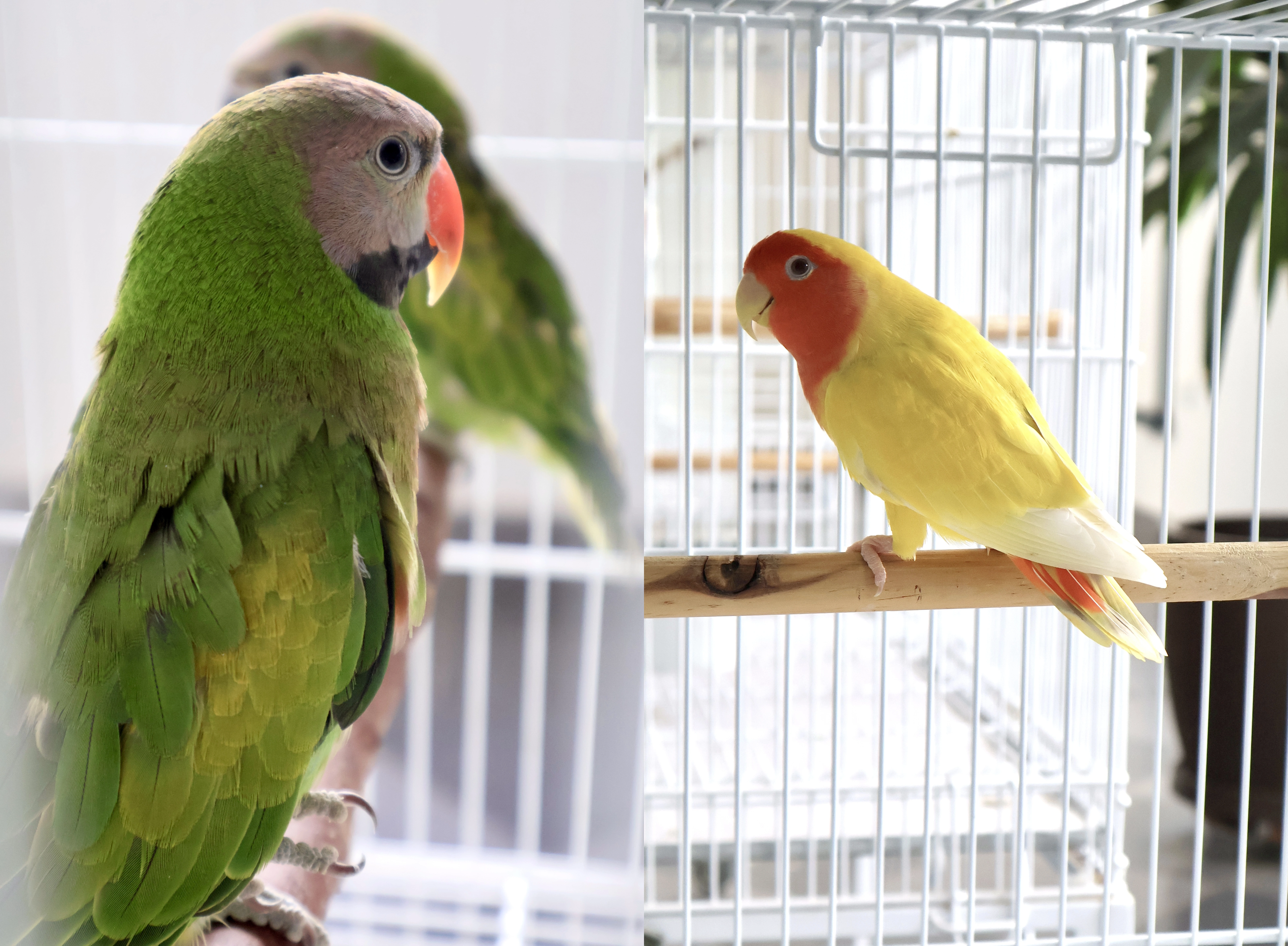 Moustache & Agapornis Roseicollis PL