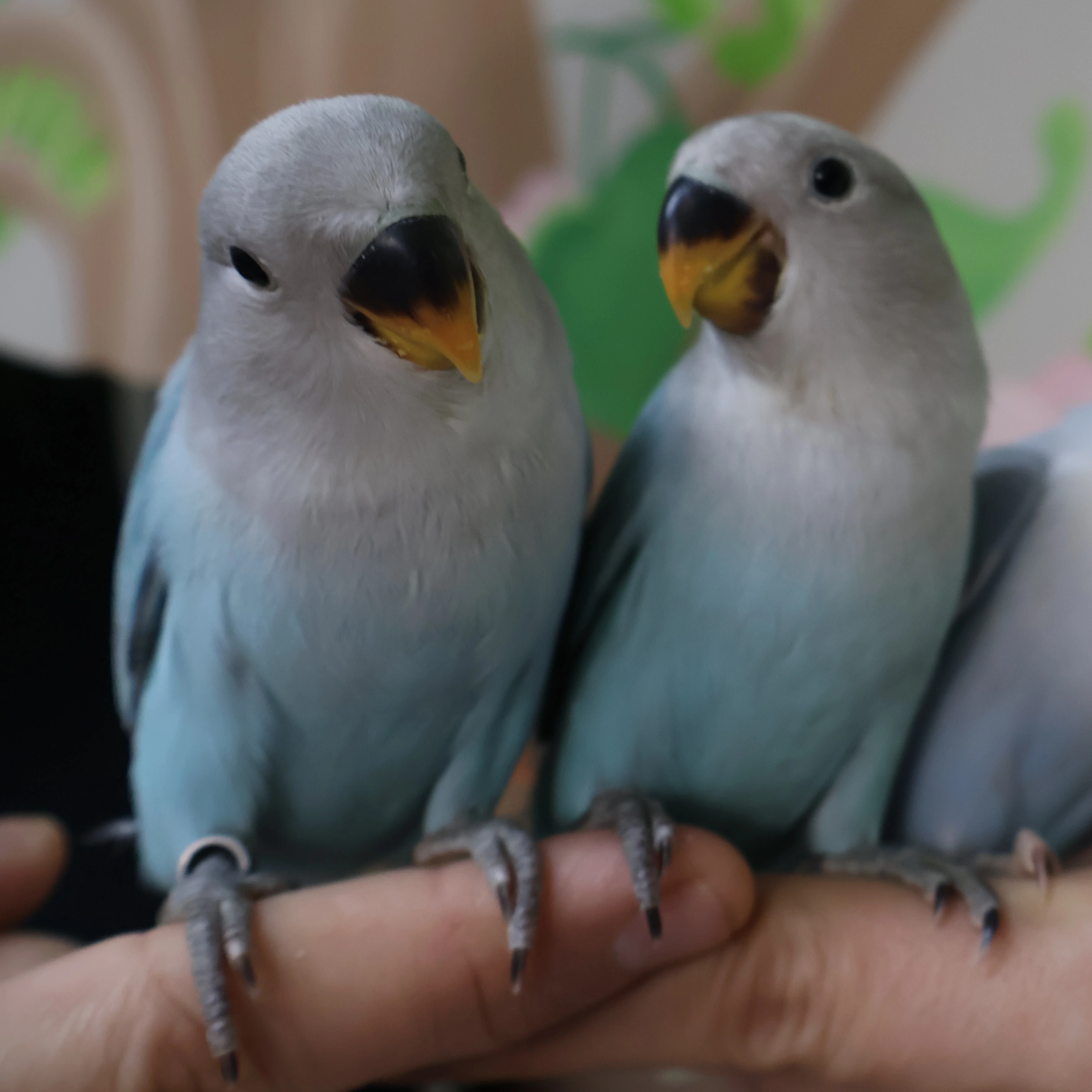 Agapornis Roseicollis