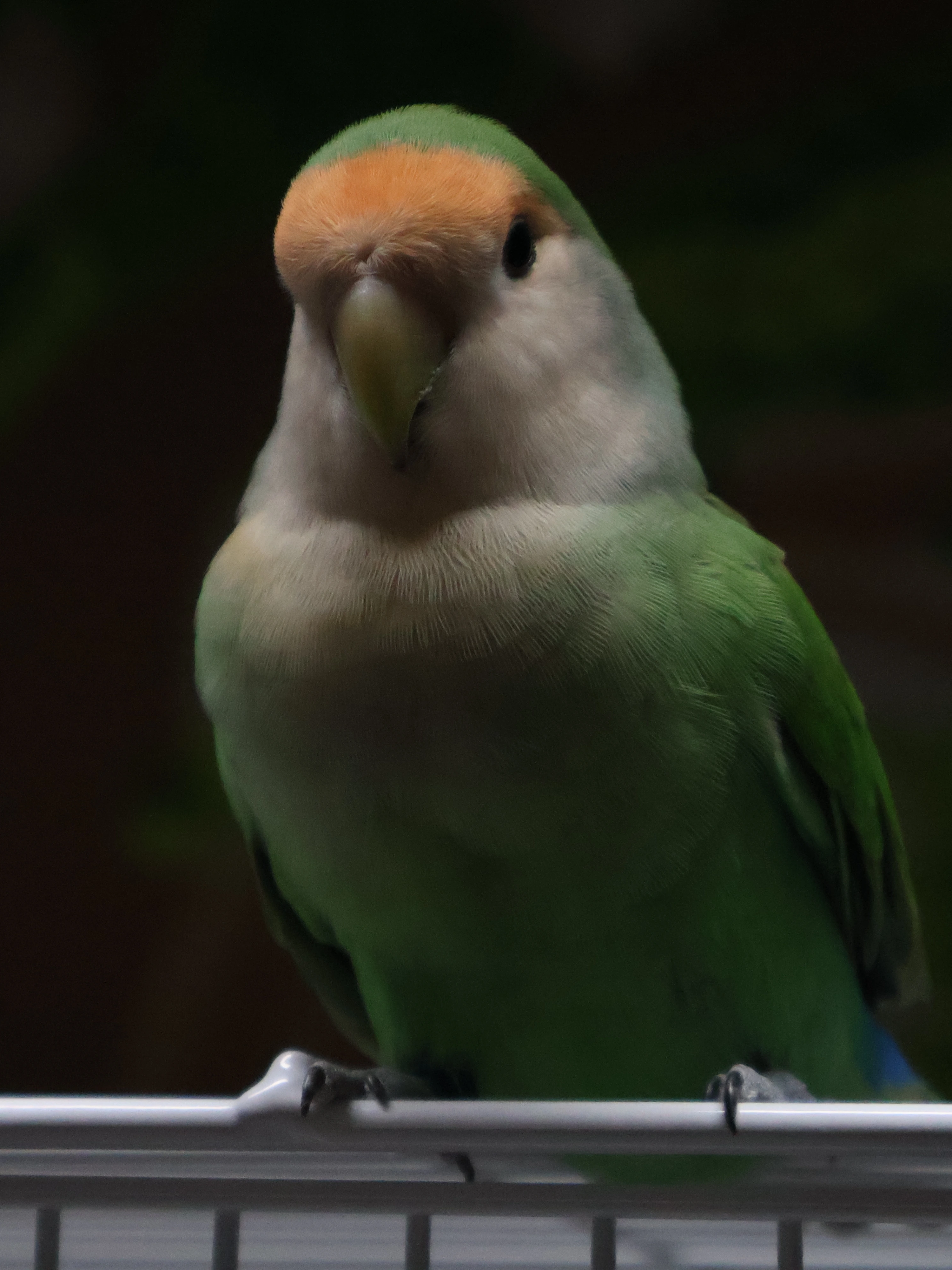 Agapornis Roseicollis PL