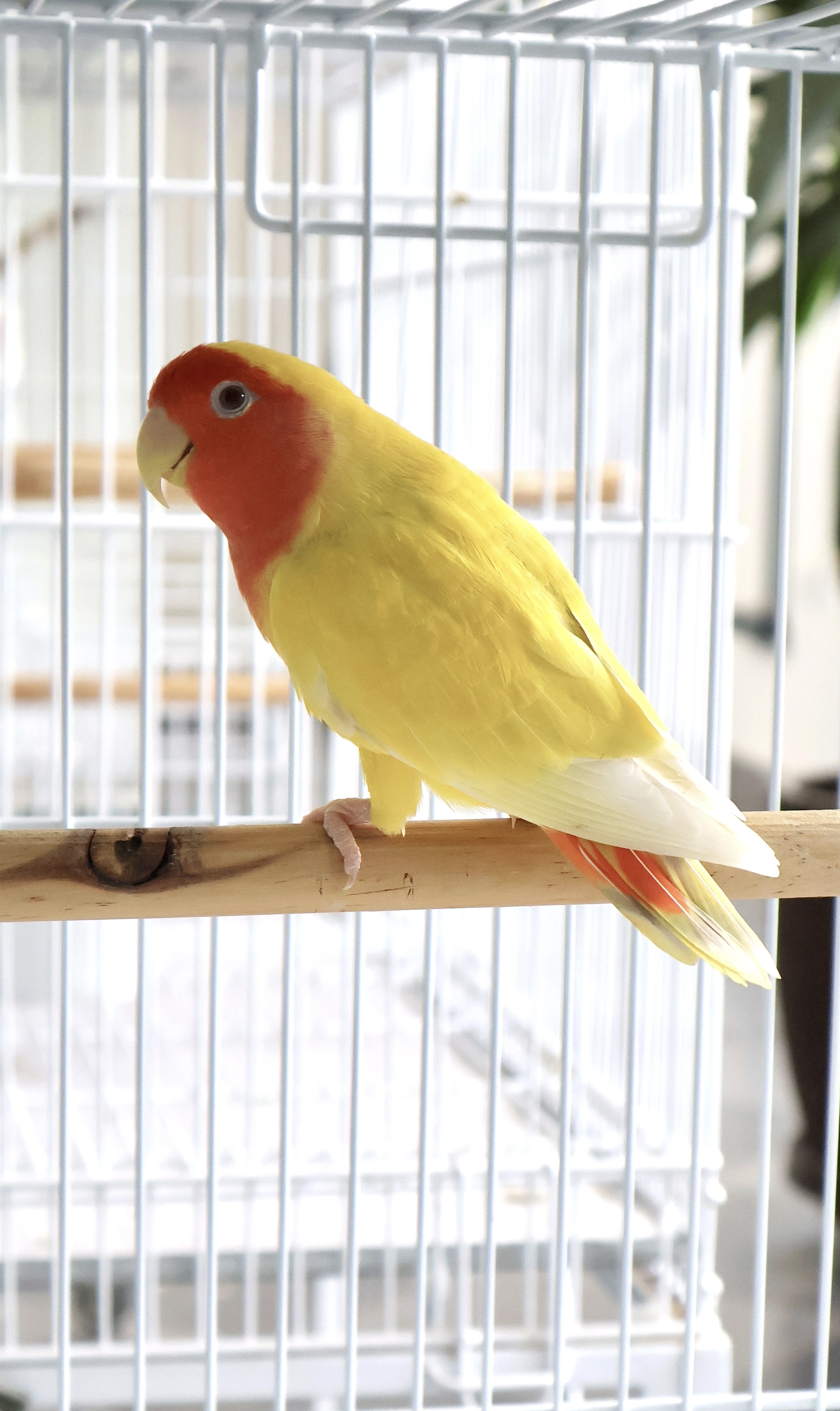 Agapornis Roseicollis PL