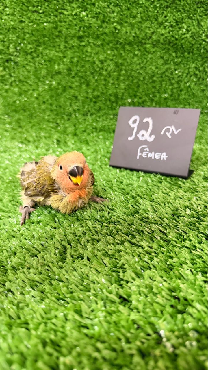 Agapornis Roseicollis Femea