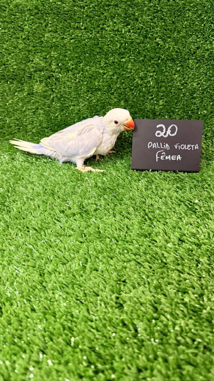 Ring Neck - Fêmea - Pallid Violeta