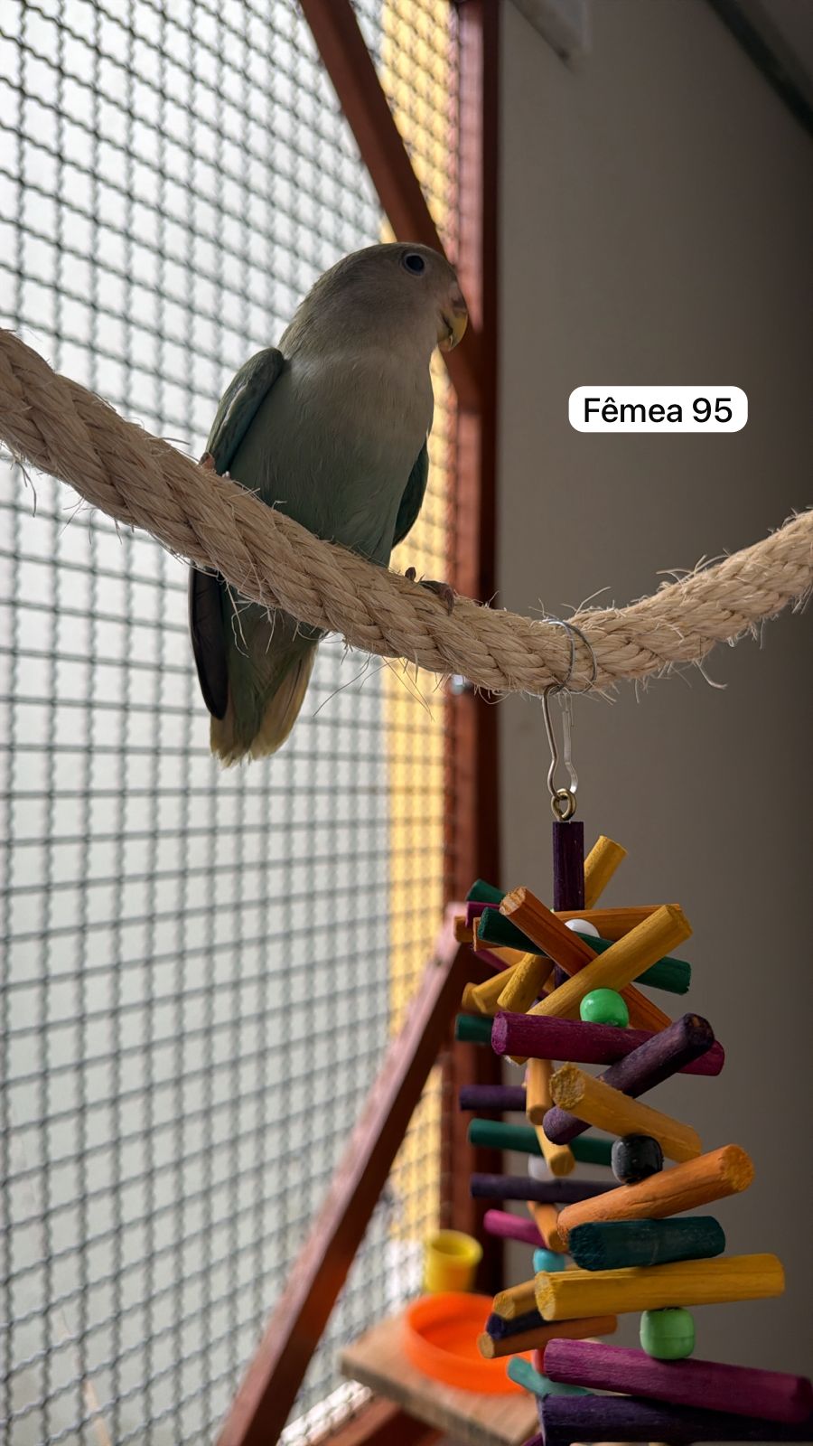 Agapornis Roseicollis Femea Aqua