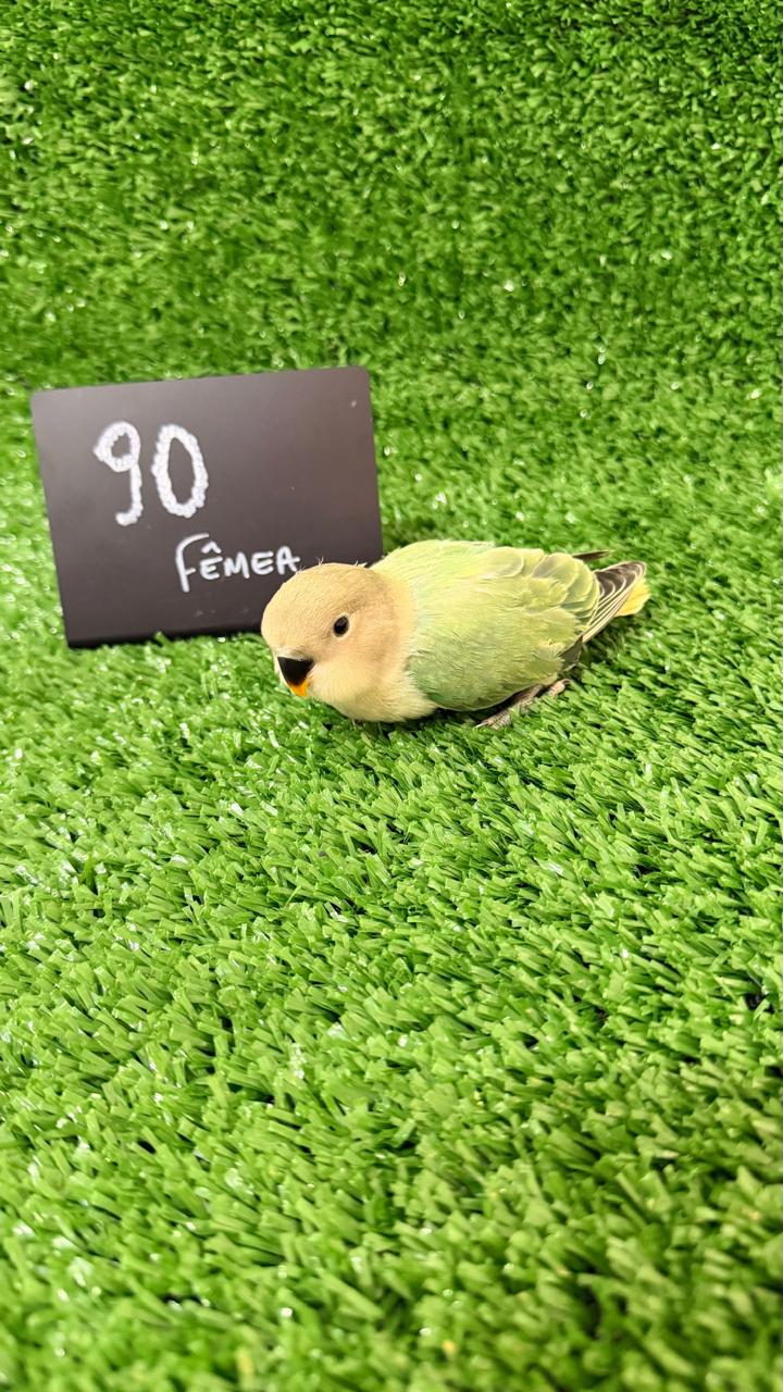 Agapornis Roseicollis - Fêmea