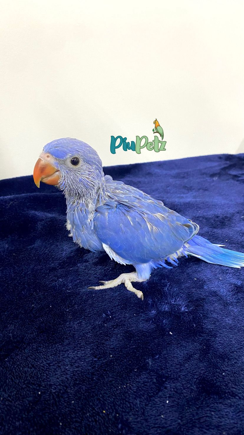 Ring Neck - Femea Cobalto Turquesa