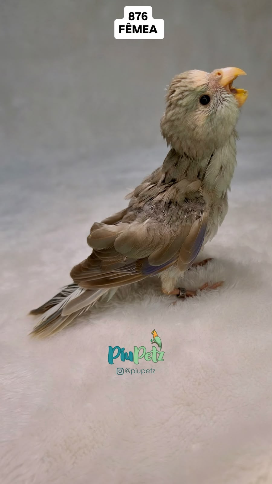 Kakariki Azul