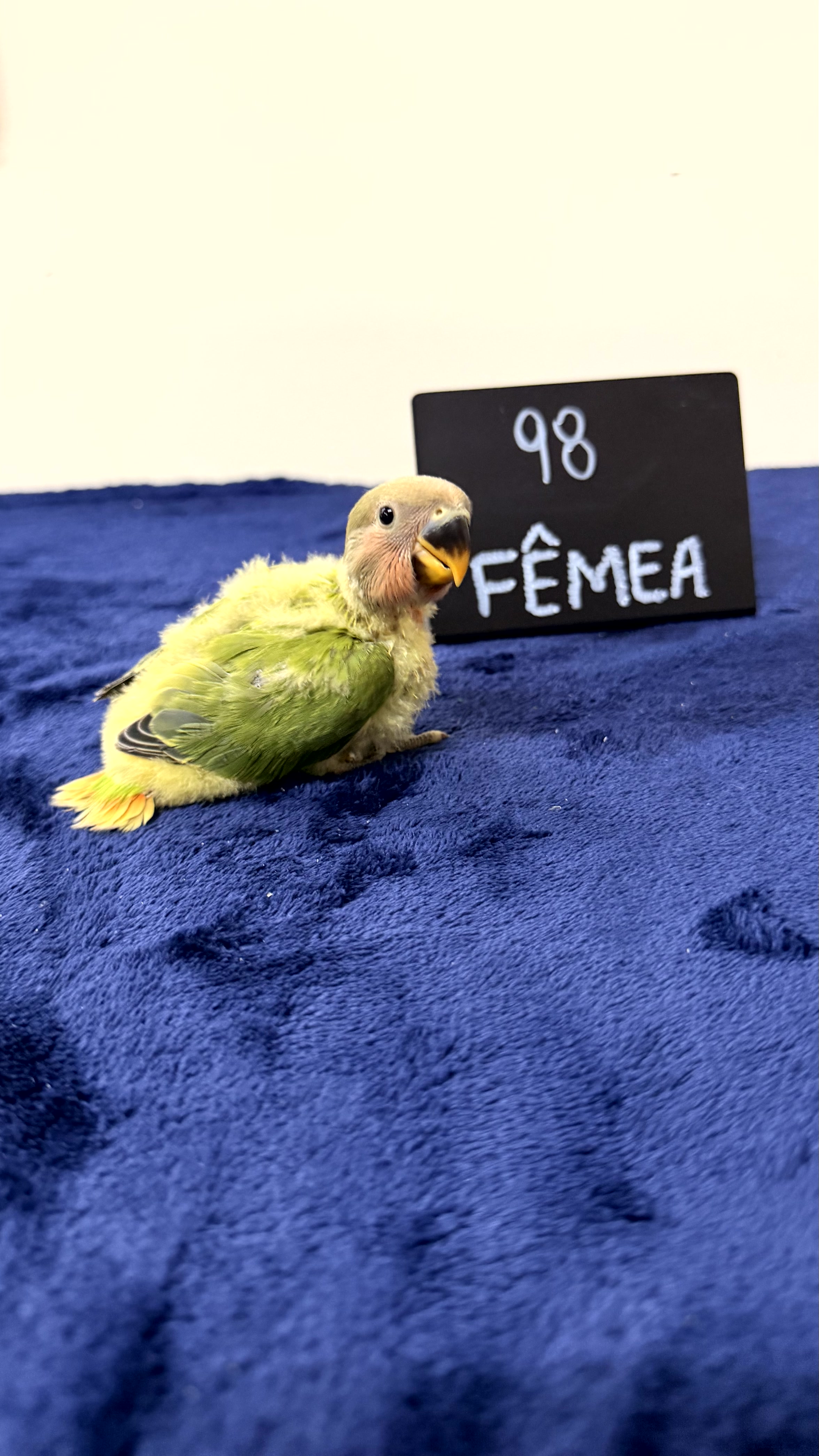 Agapornis Roseicollis - Fêmea