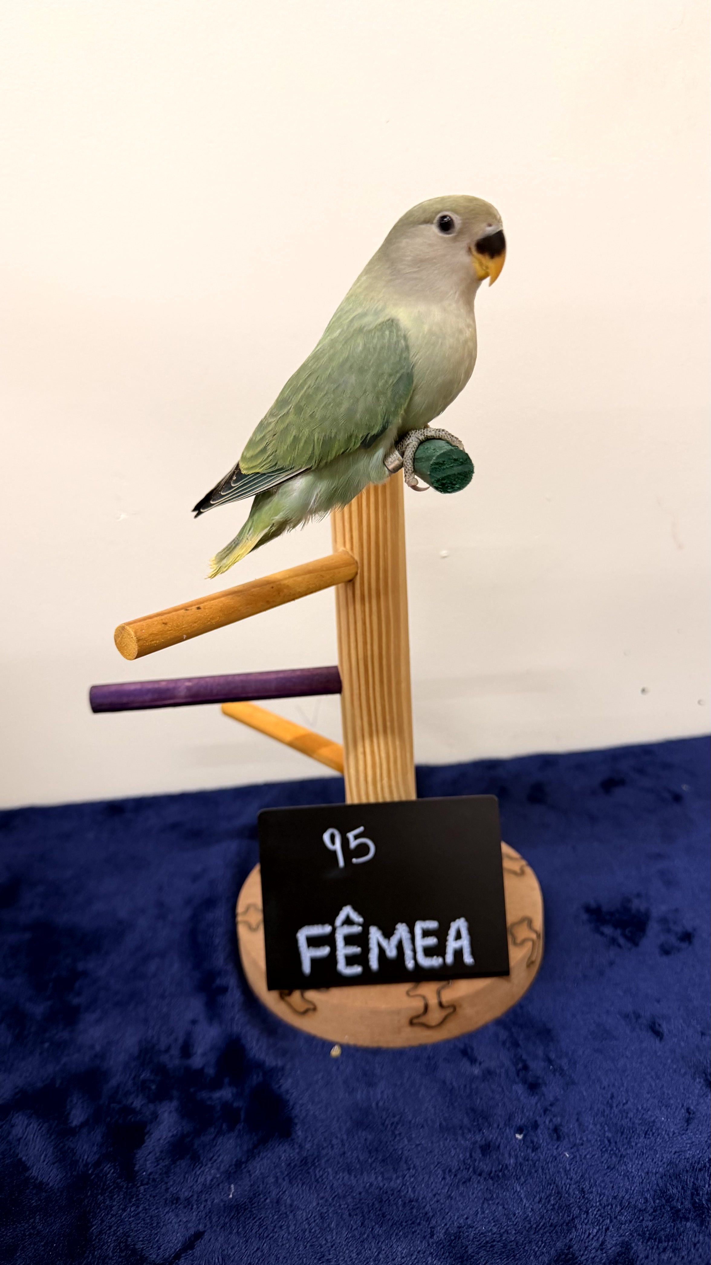 Agapornis Roseicollis - Fêmea