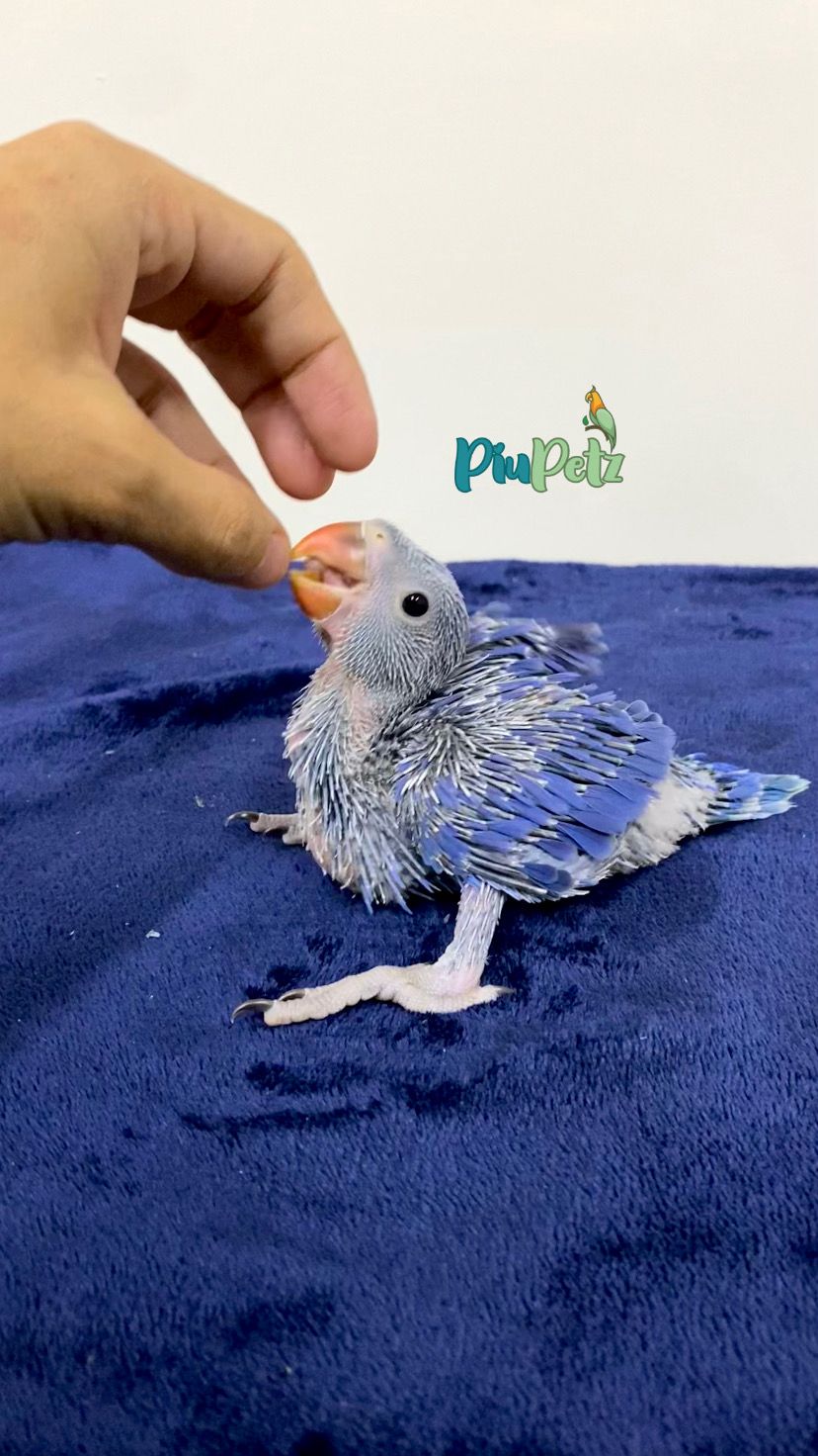 Ring Neck - Macho Violeta