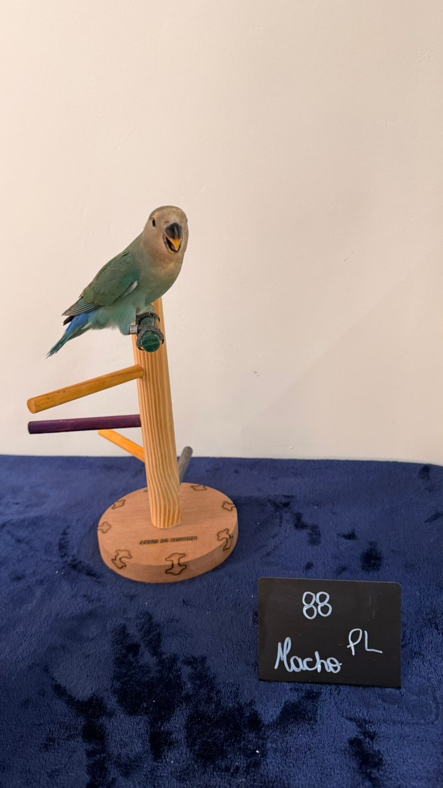 Agapornis Roseicollis PL - Turquesa