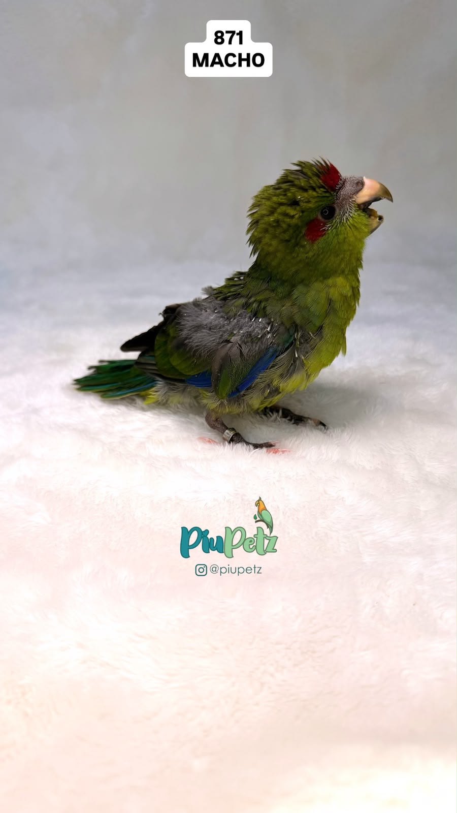 Kakariki Verde