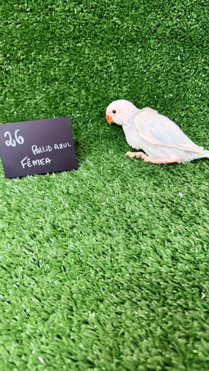 Ring Neck - Fêmea - Pallid Azul