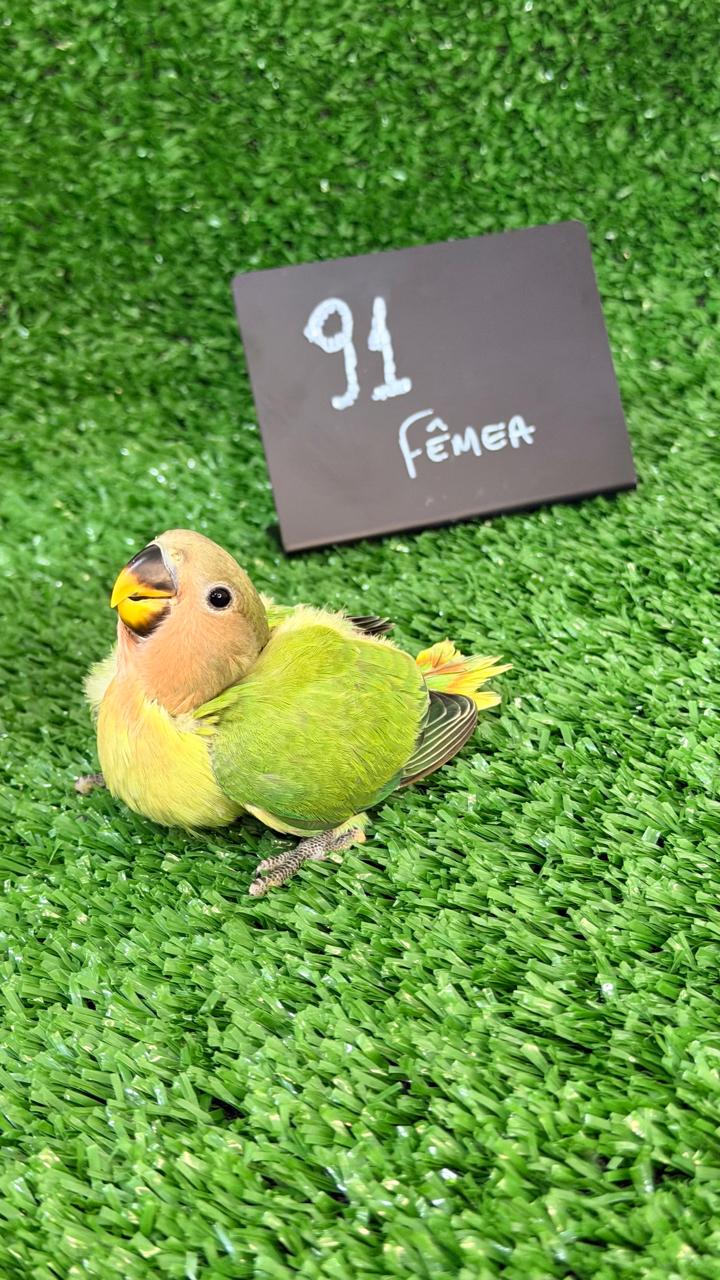 Agapornis Roseicollis Femea